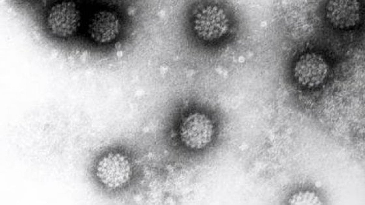 Rapporti con papillomavirus