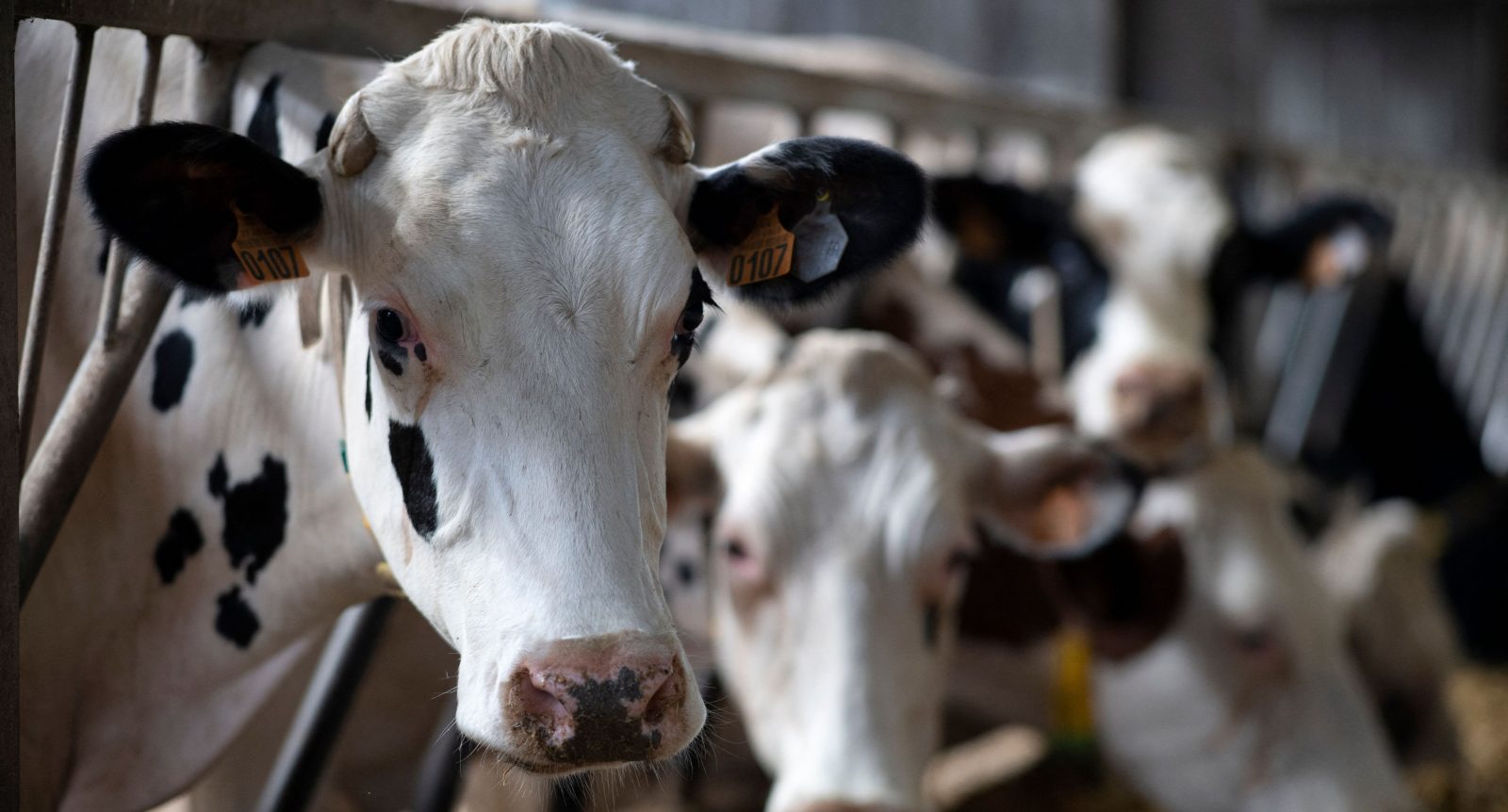 Carne E Latticini Emettono Tanto Metano Quanto Un Continente